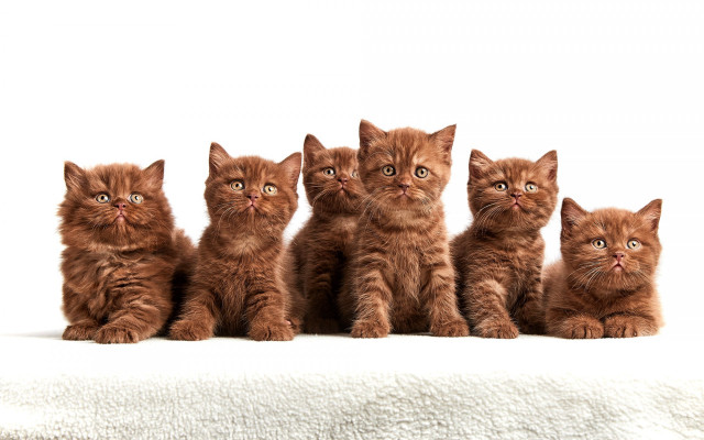Kittens white blanket animal focus free wallpaper - medium preview image