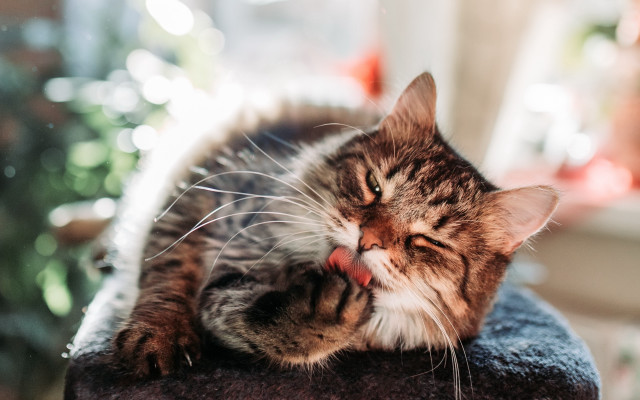 Cat pillow plant room bokeh free wallpaper - medium preview image