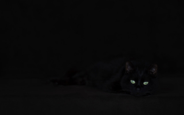 Black cat green eyes laying #2 free wallpaper - medium preview image