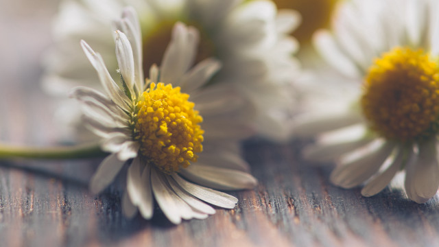 White yellow flower bouquet macro free wallpaper - medium preview image