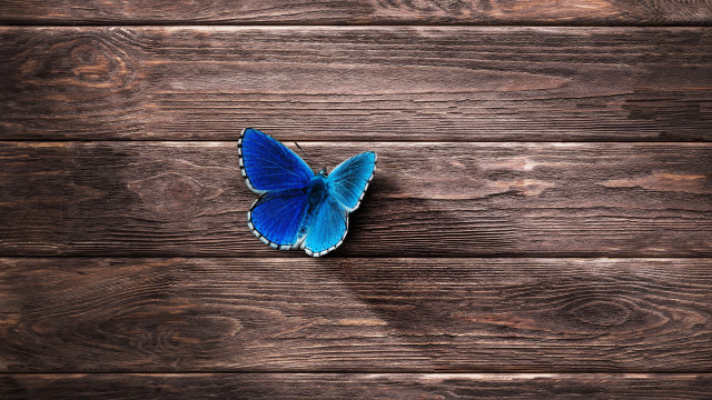 Blue butterfly shadow wooden surface free wallpaper - medium preview image