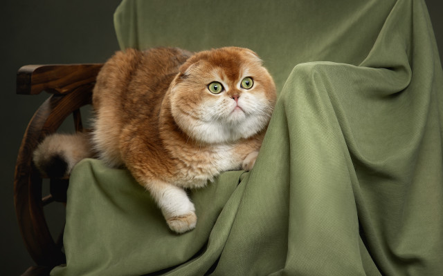 Cat chair greenblanket wideeyes photorealistic free wallpaper - medium preview image