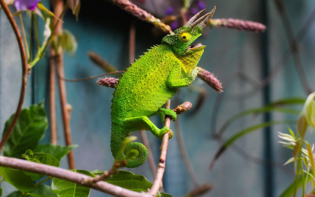 Green chameleon branch purple flowers free wallpaper - medium preview image