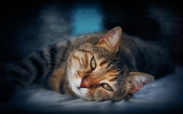 Cat laying bed closed open free wallpaper - medium preview image
