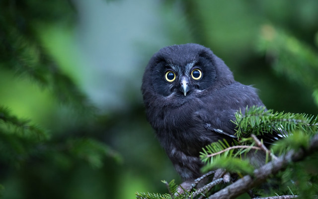 Black bird yellow eyes forest free wallpaper - medium preview image