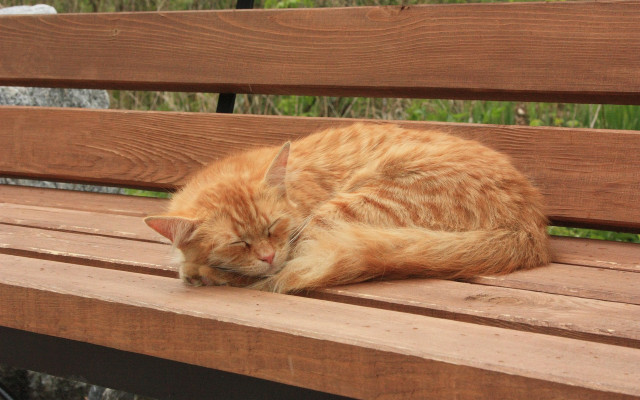 Cat sleeping wooden bench outside free wallpaper - medium preview image
