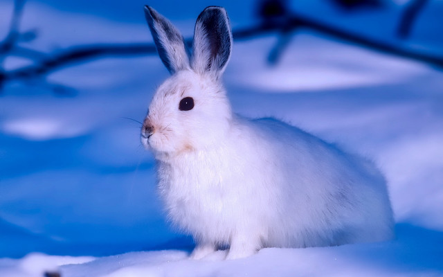 White rabbit snow blue background free wallpaper - medium preview image