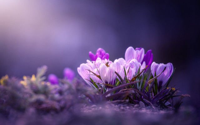 Purple flower field macro blurry #9 free wallpaper - medium preview image