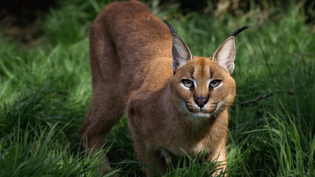 Cat field sunny bush fireflies free wallpaper - medium preview image