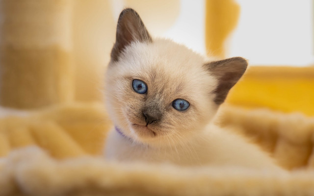 White kitten blue eyes curious #2 free wallpaper - medium preview image