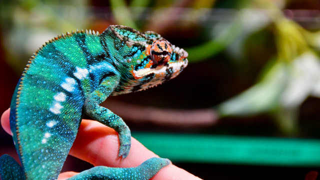 Small lizard hand fauvism animal free wallpaper - medium preview image