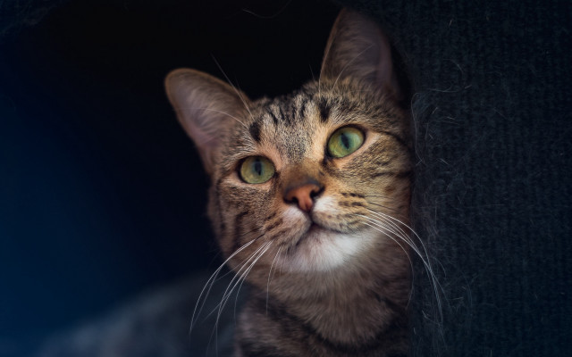 White cat green eyes wall free wallpaper - medium preview image