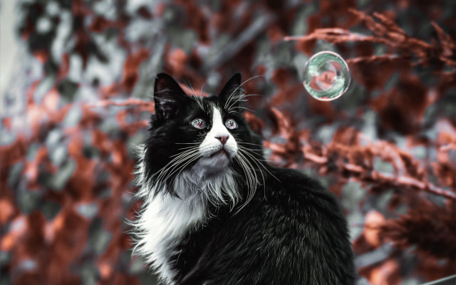 Black and white cat bubble free wallpaper - medium preview image