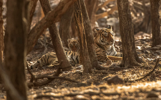 Tigers woods laying camera wildlife free wallpaper - medium preview image