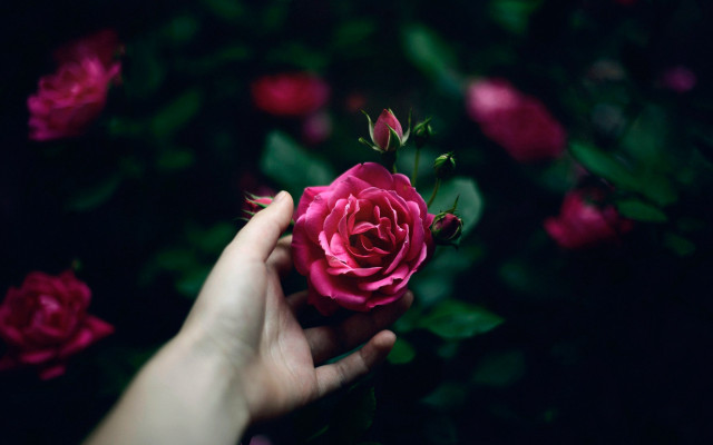 Pink rose hands blurry background free wallpaper - medium preview image