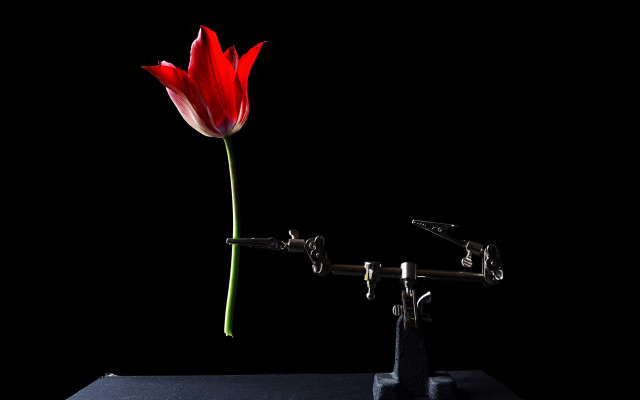 Red flower black vase studio free wallpaper - medium preview image