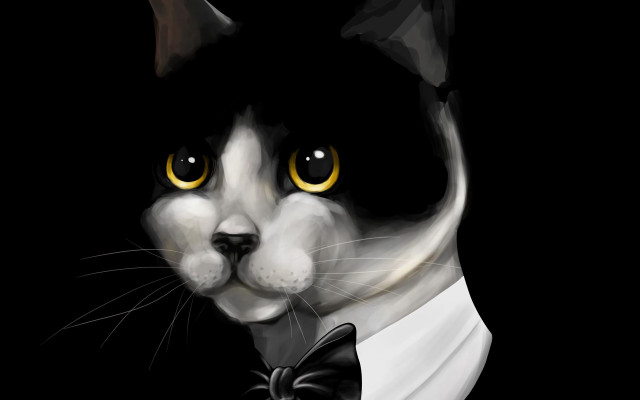 Black white cat tuxedo bowtie free wallpaper - medium preview image