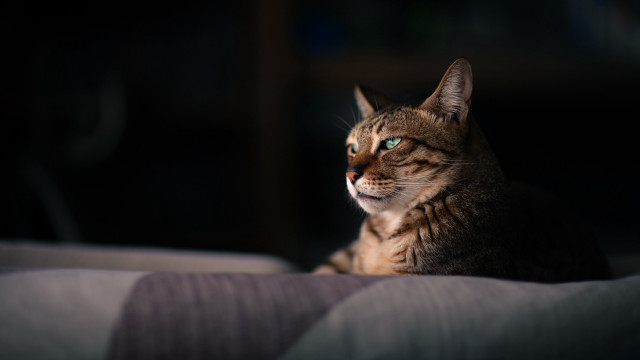 White cat blue eyes blurry #4 free wallpaper - medium preview image