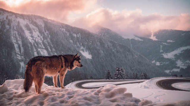 Wolf snowhill mountain clouds night free wallpaper - medium preview image