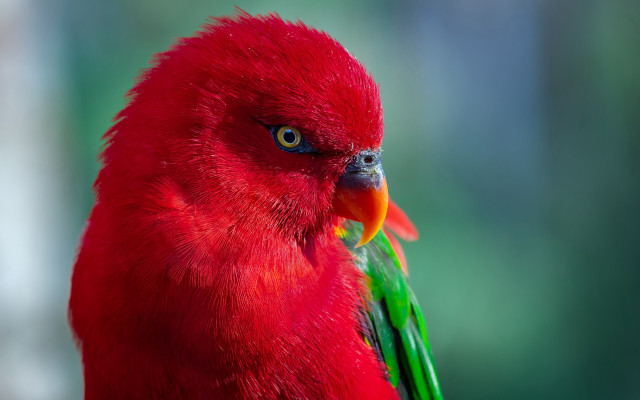 Red green yellow red green free wallpaper - medium preview image