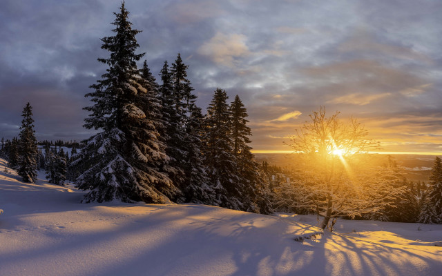 Sunset snowy forest trees cloudy free wallpaper - medium preview image