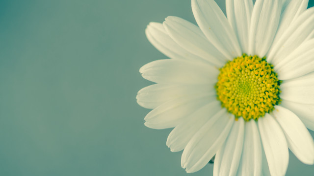 White flower green center blue #2 free wallpaper - medium preview image