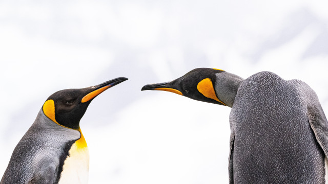 Penguins touching beaks open naturalism free wallpaper - medium preview image