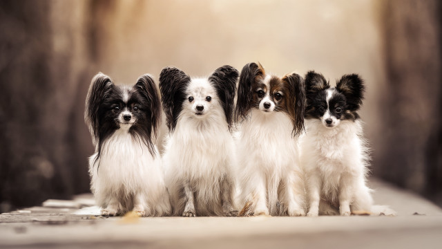 Dogs group table wall light free wallpaper - medium preview image