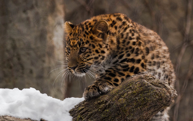 Leopard cub sitting on branch free wallpaper - medium preview image