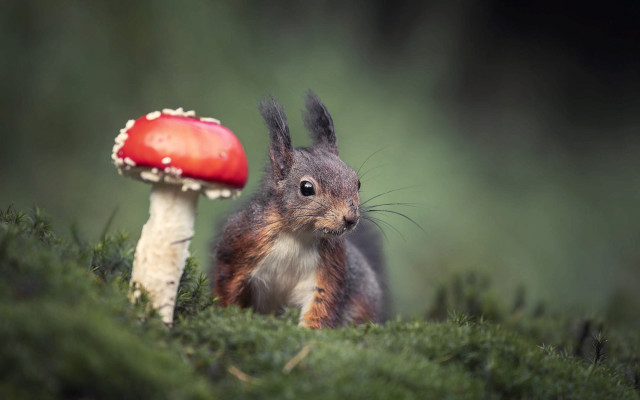Squirrel mushroom tiltshift nature blurry free wallpaper - medium preview image