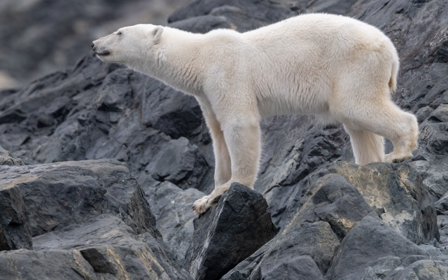 Polar bear wilderness rock distant free wallpaper - medium preview image