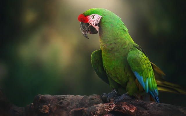 Green parrot red head branch free wallpaper - medium preview image