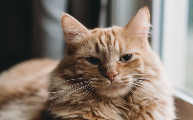 Cat window sill outside camera free wallpaper - medium preview image