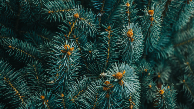 Pine needles cones green background #2 free wallpaper - medium preview image