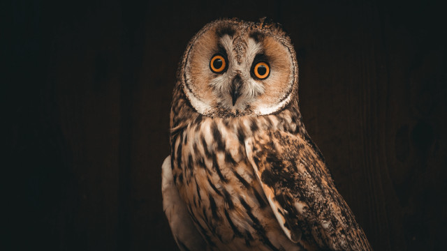 Large owl orange eyes wooden free wallpaper - medium preview image