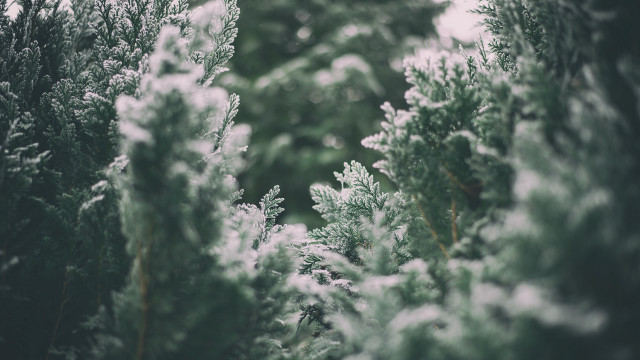 Snowy forest trees tilt shift free wallpaper - medium preview image