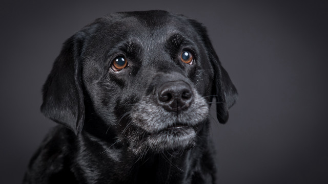 Black dog sad eye shiba free wallpaper - medium preview image