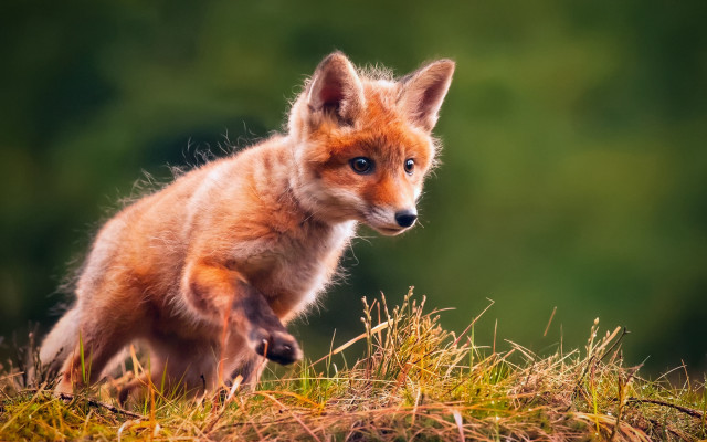 Fox field forest dandelion shiba free wallpaper - medium preview image