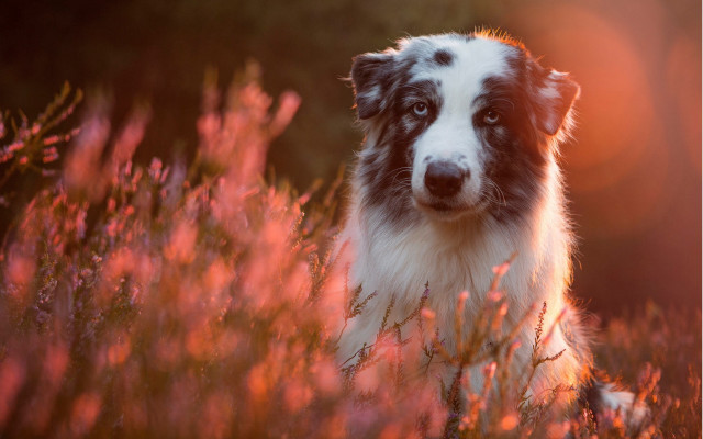 Dog field flower sunset autumn free wallpaper - medium preview image