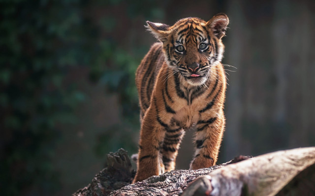 Tiger walking fallen tree forest free wallpaper - medium preview image