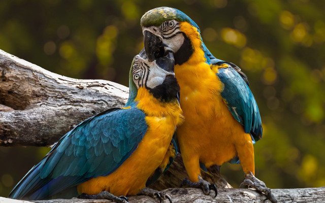 Colorful birds forest branch bokeh free wallpaper - medium preview image