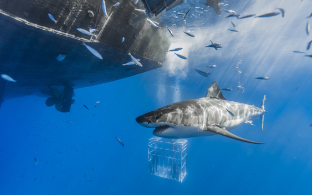 Large shark ocean fish surrounding free wallpaper - medium preview image