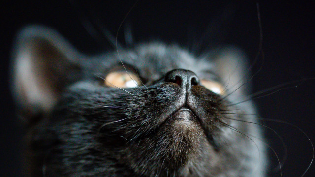 Cat glowing macro wide eyed free wallpaper - medium preview image