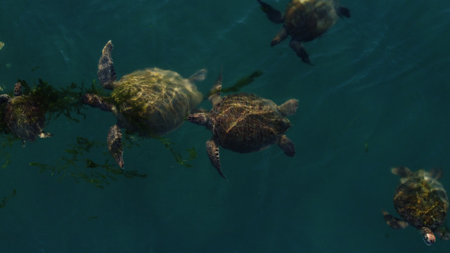 Turtles underwater holography military kaijuu free wallpaper - medium preview image