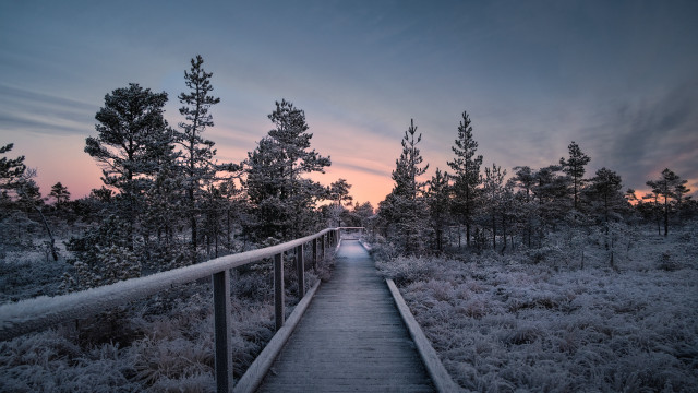 Boardwalk forest sunset pink trees free wallpaper - medium preview image