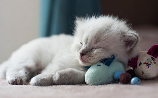 White kitten sleeping stuffed toy free wallpaper - medium preview image