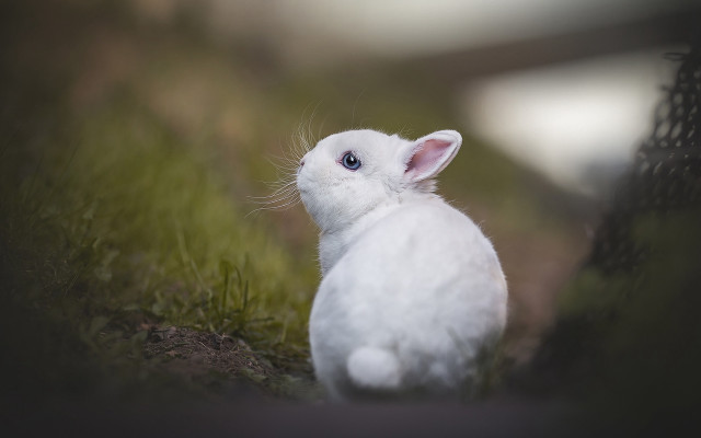 White rabbit grass blue eyes free wallpaper - medium preview image