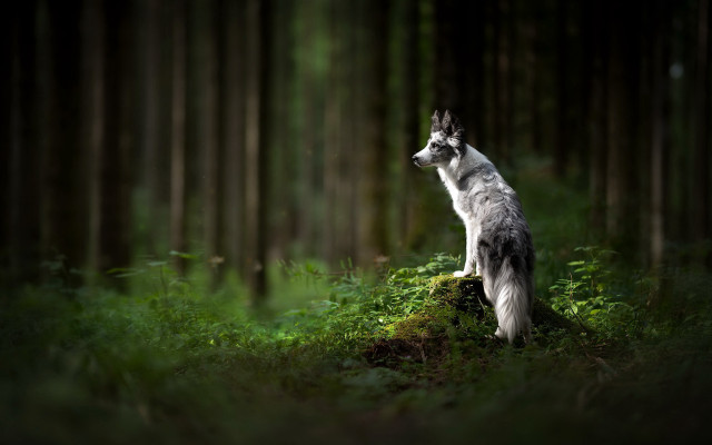 Dog rock woods sky trees free wallpaper - medium preview image