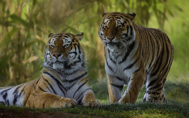Tiger forest grass nature bush free wallpaper - medium preview image
