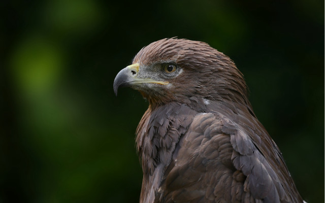 Bird prey closeup blurry trees free wallpaper - medium preview image